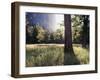 California, Sierra Nevada, Yosemite National Park, Sunset and a Ponderosa Pine-Christopher Talbot Frank-Framed Premium Photographic Print