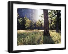 California, Sierra Nevada, Yosemite National Park, Sunset and a Ponderosa Pine-Christopher Talbot Frank-Framed Premium Photographic Print