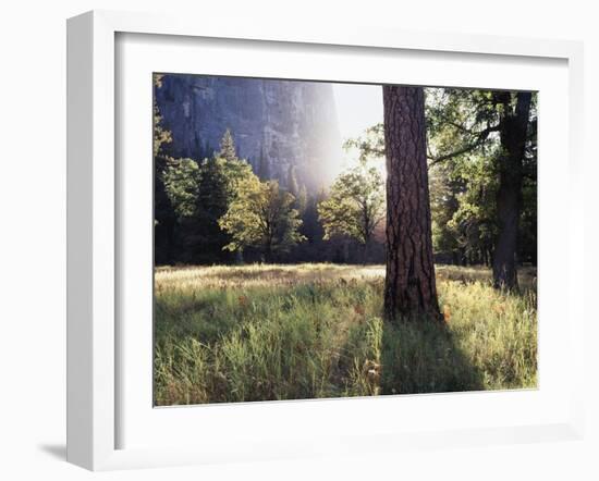 California, Sierra Nevada, Yosemite National Park, Sunset and a Ponderosa Pine-Christopher Talbot Frank-Framed Premium Photographic Print