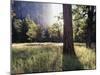 California, Sierra Nevada, Yosemite National Park, Sunset and a Ponderosa Pine-Christopher Talbot Frank-Mounted Premium Photographic Print