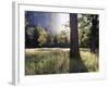 California, Sierra Nevada, Yosemite National Park, Sunset and a Ponderosa Pine-Christopher Talbot Frank-Framed Photographic Print