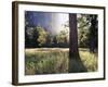 California, Sierra Nevada, Yosemite National Park, Sunset and a Ponderosa Pine-Christopher Talbot Frank-Framed Photographic Print