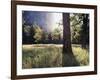 California, Sierra Nevada, Yosemite National Park, Sunset and a Ponderosa Pine-Christopher Talbot Frank-Framed Photographic Print
