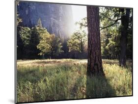 California, Sierra Nevada, Yosemite National Park, Sunset and a Ponderosa Pine-Christopher Talbot Frank-Mounted Photographic Print