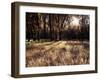 California, Sierra Nevada, Yosemite National Park, the Sunset over Fall Forest-Christopher Talbot Frank-Framed Premium Photographic Print