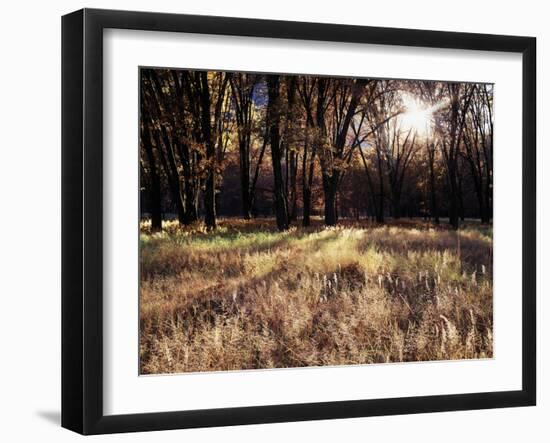 California, Sierra Nevada, Yosemite National Park, the Sunset over Fall Forest-Christopher Talbot Frank-Framed Premium Photographic Print