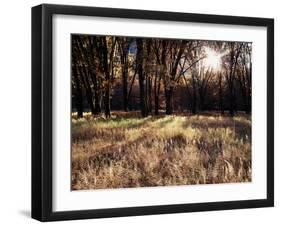 California, Sierra Nevada, Yosemite National Park, the Sunset over Fall Forest-Christopher Talbot Frank-Framed Premium Photographic Print