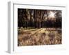 California, Sierra Nevada, Yosemite National Park, the Sunset over Fall Forest-Christopher Talbot Frank-Framed Premium Photographic Print