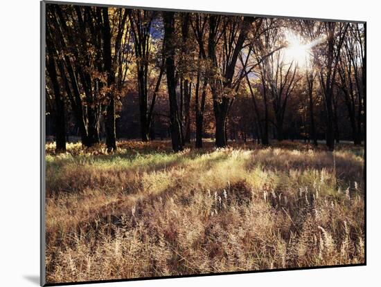 California, Sierra Nevada, Yosemite National Park, the Sunset over Fall Forest-Christopher Talbot Frank-Mounted Premium Photographic Print