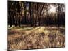 California, Sierra Nevada, Yosemite National Park, the Sunset over Fall Forest-Christopher Talbot Frank-Mounted Premium Photographic Print