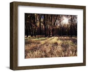 California, Sierra Nevada, Yosemite National Park, the Sunset over Fall Forest-Christopher Talbot Frank-Framed Photographic Print