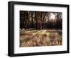 California, Sierra Nevada, Yosemite National Park, the Sunset over Fall Forest-Christopher Talbot Frank-Framed Photographic Print