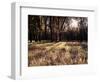 California, Sierra Nevada, Yosemite National Park, the Sunset over Fall Forest-Christopher Talbot Frank-Framed Photographic Print