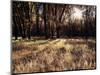 California, Sierra Nevada, Yosemite National Park, the Sunset over Fall Forest-Christopher Talbot Frank-Mounted Photographic Print