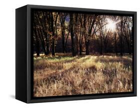 California, Sierra Nevada, Yosemite National Park, the Sunset over Fall Forest-Christopher Talbot Frank-Framed Stretched Canvas