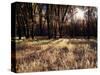 California, Sierra Nevada, Yosemite National Park, the Sunset over Fall Forest-Christopher Talbot Frank-Stretched Canvas