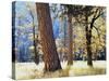 California, Sierra Nevada, Yosemite National Park, Trees in Yosemite Valley-Christopher Talbot Frank-Stretched Canvas