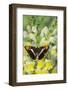 California Sister Butterfly on Yellow and White Snapdragon Flowers-Darrell Gulin-Framed Photographic Print