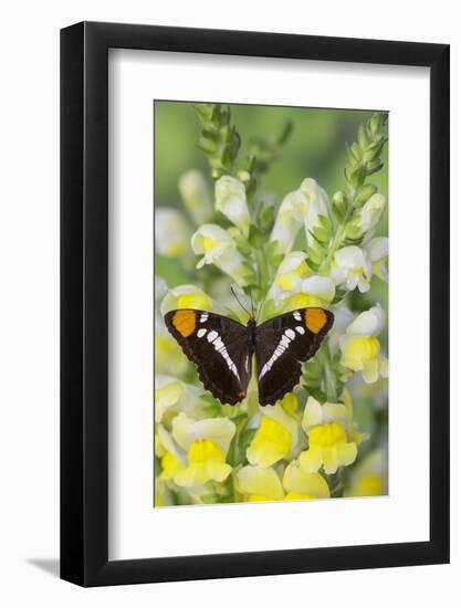 California Sister Butterfly on Yellow and White Snapdragon Flowers-Darrell Gulin-Framed Photographic Print