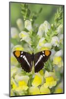 California Sister Butterfly on Yellow and White Snapdragon Flowers-Darrell Gulin-Mounted Photographic Print
