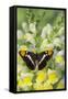 California Sister Butterfly on Yellow and White Snapdragon Flowers-Darrell Gulin-Framed Stretched Canvas