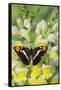 California Sister Butterfly on Yellow and White Snapdragon Flowers-Darrell Gulin-Framed Stretched Canvas