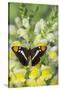 California Sister Butterfly on Yellow and White Snapdragon Flowers-Darrell Gulin-Stretched Canvas