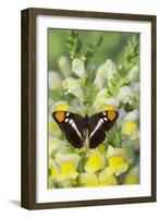 California Sister Butterfly on Yellow and White Snapdragon Flowers-Darrell Gulin-Framed Photographic Print