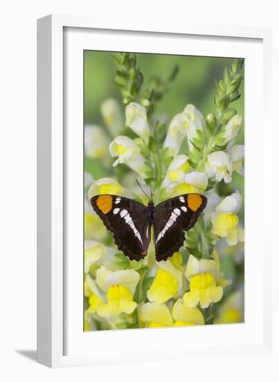 California Sister Butterfly on Yellow and White Snapdragon Flowers-Darrell Gulin-Framed Photographic Print