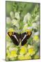 California Sister Butterfly on Yellow and White Snapdragon Flowers-Darrell Gulin-Mounted Photographic Print