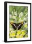 California Sister Butterfly on Yellow and White Snapdragon Flowers-Darrell Gulin-Framed Premium Photographic Print