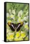 California Sister Butterfly on Yellow and White Snapdragon Flowers-Darrell Gulin-Framed Stretched Canvas