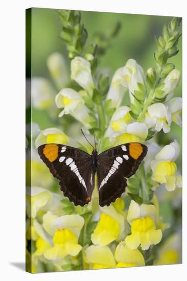 California Sister Butterfly on Yellow and White Snapdragon Flowers-Darrell Gulin-Stretched Canvas