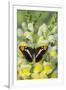 California Sister Butterfly on Yellow and White Snapdragon Flowers-Darrell Gulin-Framed Photographic Print