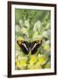 California Sister Butterfly on Yellow and White Snapdragon Flowers-Darrell Gulin-Framed Photographic Print