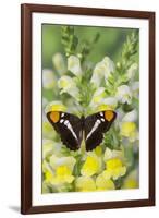 California Sister Butterfly on Yellow and White Snapdragon Flowers-Darrell Gulin-Framed Photographic Print