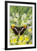 California Sister Butterfly on Yellow and White Snapdragon Flowers-Darrell Gulin-Framed Photographic Print