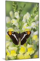 California Sister Butterfly on Yellow and White Snapdragon Flowers-Darrell Gulin-Mounted Photographic Print