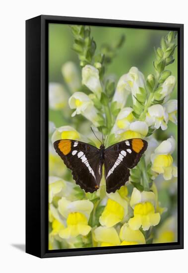 California Sister Butterfly on Yellow and White Snapdragon Flowers-Darrell Gulin-Framed Stretched Canvas