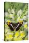 California Sister Butterfly on Yellow and White Snapdragon Flowers-Darrell Gulin-Stretched Canvas