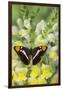 California Sister Butterfly on Yellow and White Snapdragon Flowers-Darrell Gulin-Framed Photographic Print