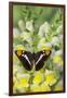 California Sister Butterfly on Yellow and White Snapdragon Flowers-Darrell Gulin-Framed Photographic Print