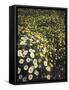 California, Spring Valley, a Field of Daisy Flowers, Asteraceae-Christopher Talbot Frank-Framed Stretched Canvas