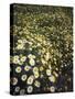 California, Spring Valley, a Field of Daisy Flowers, Asteraceae-Christopher Talbot Frank-Stretched Canvas