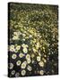 California, Spring Valley, a Field of Daisy Flowers, Asteraceae-Christopher Talbot Frank-Stretched Canvas