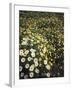 California, Spring Valley, a Field of Daisy Flowers, Asteraceae-Christopher Talbot Frank-Framed Premium Photographic Print