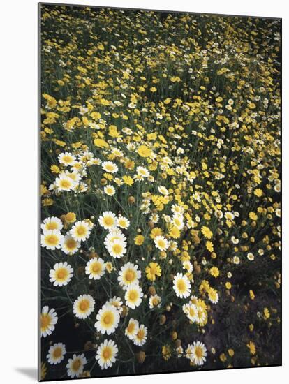 California, Spring Valley, a Field of Daisy Flowers, Asteraceae-Christopher Talbot Frank-Mounted Premium Photographic Print