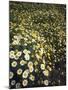 California, Spring Valley, a Field of Daisy Flowers, Asteraceae-Christopher Talbot Frank-Mounted Premium Photographic Print