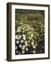 California, Spring Valley, a Field of Daisy Flowers, Asteraceae-Christopher Talbot Frank-Framed Photographic Print