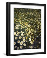 California, Spring Valley, a Field of Daisy Flowers, Asteraceae-Christopher Talbot Frank-Framed Photographic Print